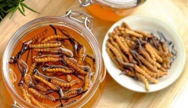 Liều lượng sử dụng đông trùng hạ thảo ngâm mật ong hợp lý