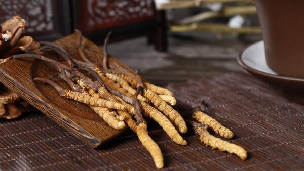 đông trùng tăng cường sức đề kháng