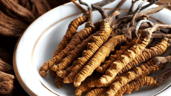 khả năng tăng cường insulin ở đông trùng