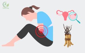 Bị u xơ có uống được đông trùng hạ thảo không