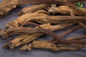 Chọn mua hồng sâm khô