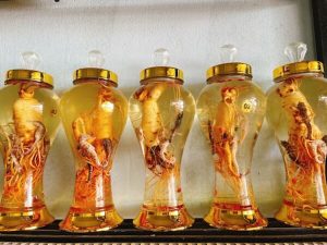 ca-ngua-ngam-ruoi-voi-nhan-sam hàn quốc