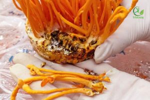 Cách xử lý đông trùng hạ thảo bị mốc