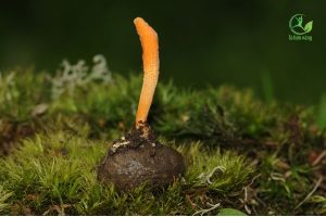 giai đoạn dậy thì dùng đông trùng hạ thảo