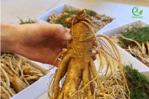 Sâm tươi có xách tay được không