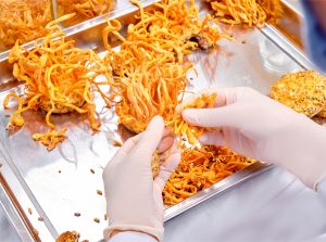 Cách sơ chế đông trùng hạ thảo tươi