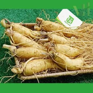 Alternative view of Sâm tươi Hàn Quốc 8 củ 1 kg – Sâm loại 1