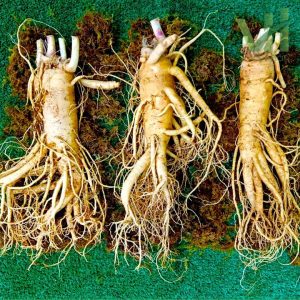 Sâm tươi Hàn Quốc 3 củ 1 kg – Sâm loại 1 củ đẹp