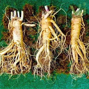 Sâm tươi Hàn Quốc 3 củ 1 kg – Sâm loại 1 củ đẹp
