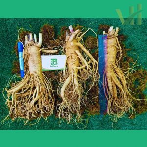 Alternative view of Sâm tươi Hàn Quốc 3 củ 1 kg – Sâm loại 1 củ đẹp