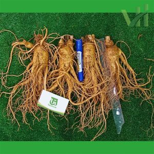 Alternative view of Sâm tươi Hàn Quốc 4 củ 1 Kg – Sâm loại 1 hàng xách tay