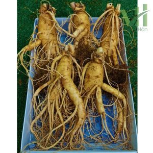 Alternative view of Sâm Tươi Hàn Quốc 5 củ 1 kg – Sâm loại 1