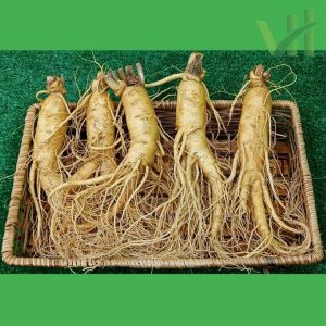 Alternative view of Sâm tươi Hàn Quốc 5 củ 700 gram – Loại 1 đều, đẹp