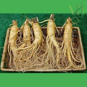 Alternative view of Sâm tươi Hàn Quốc 5 củ 700 gram – Loại 1 đều, đẹp