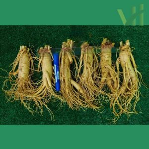 Alternative view of Sâm tươi Hàn Quốc 6 củ 1 kg – Sâm loại 1 quà biếu cho người thân