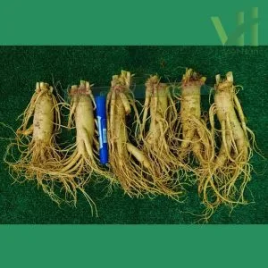 Alternative view of Sâm tươi Hàn Quốc 6 củ 1 kg – Sâm loại 1 quà biếu cho người thân